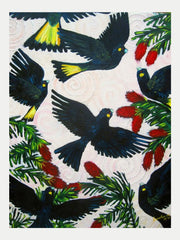 Black Cockatoos